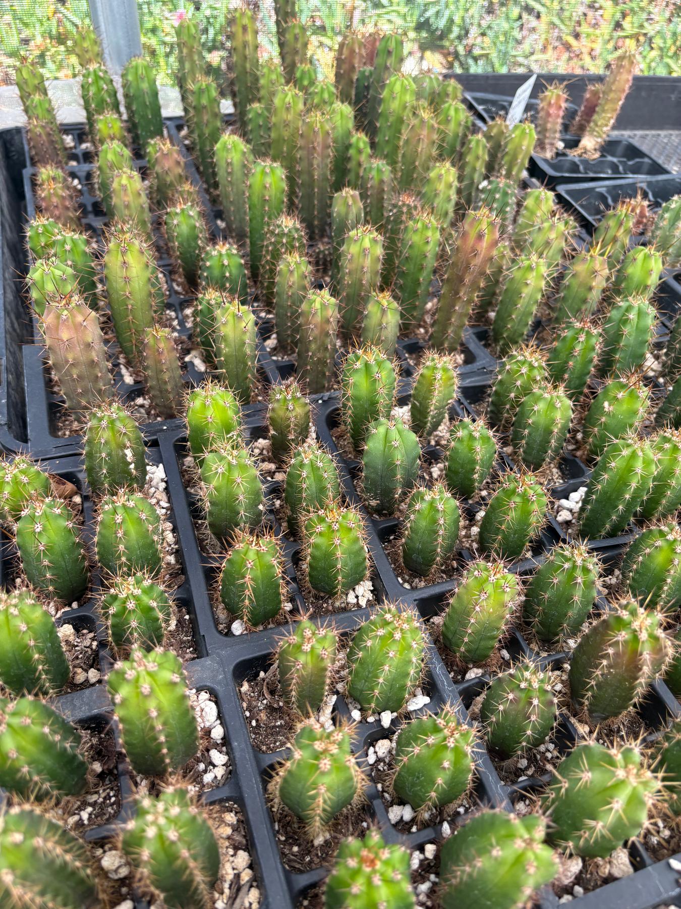 #EC01 EXACT Three Packs of Trichocereus Lost Label Cactus Seedlings 3-4"