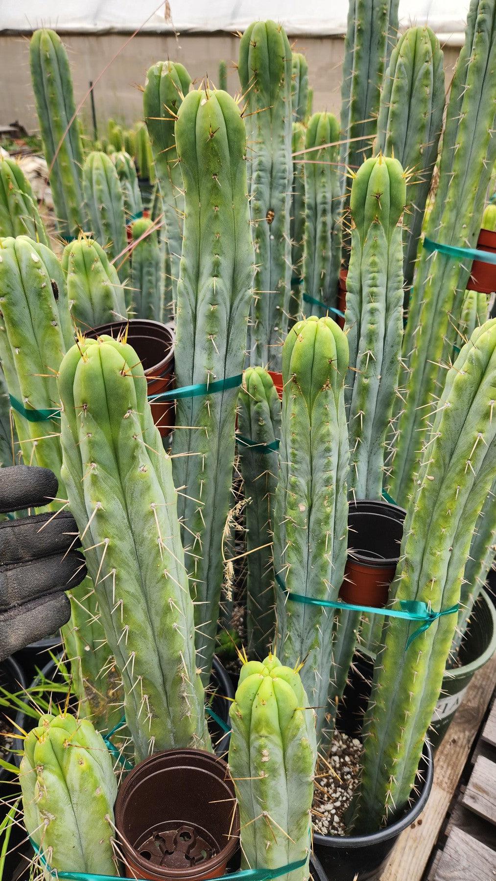 #EC85 EXACT Trichocereus "K-Valle" Bridgesii Cactus Cutting 10-12"