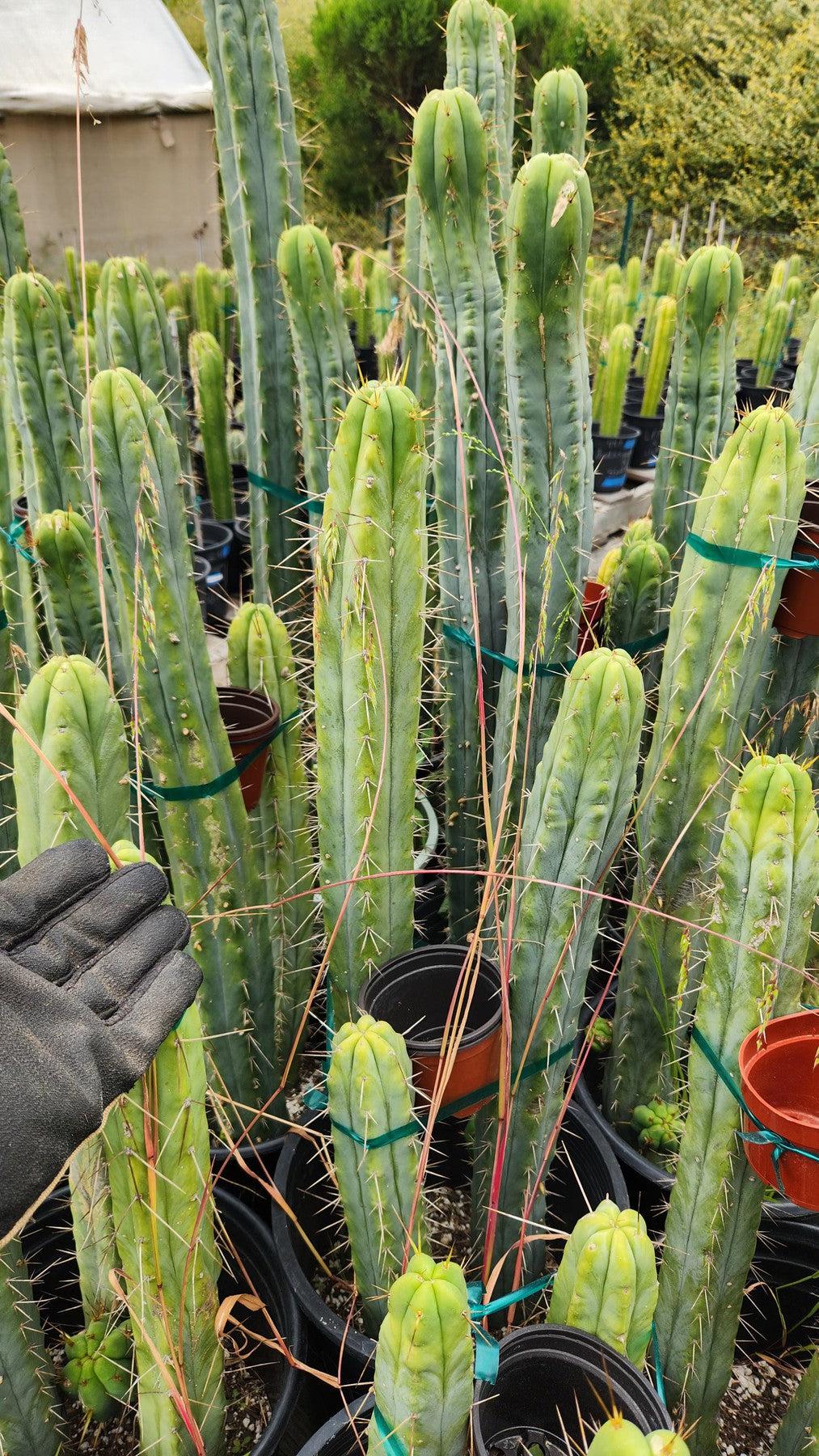 #EC85 EXACT Trichocereus "K-Valle" Bridgesii Cactus Cutting 10-12"