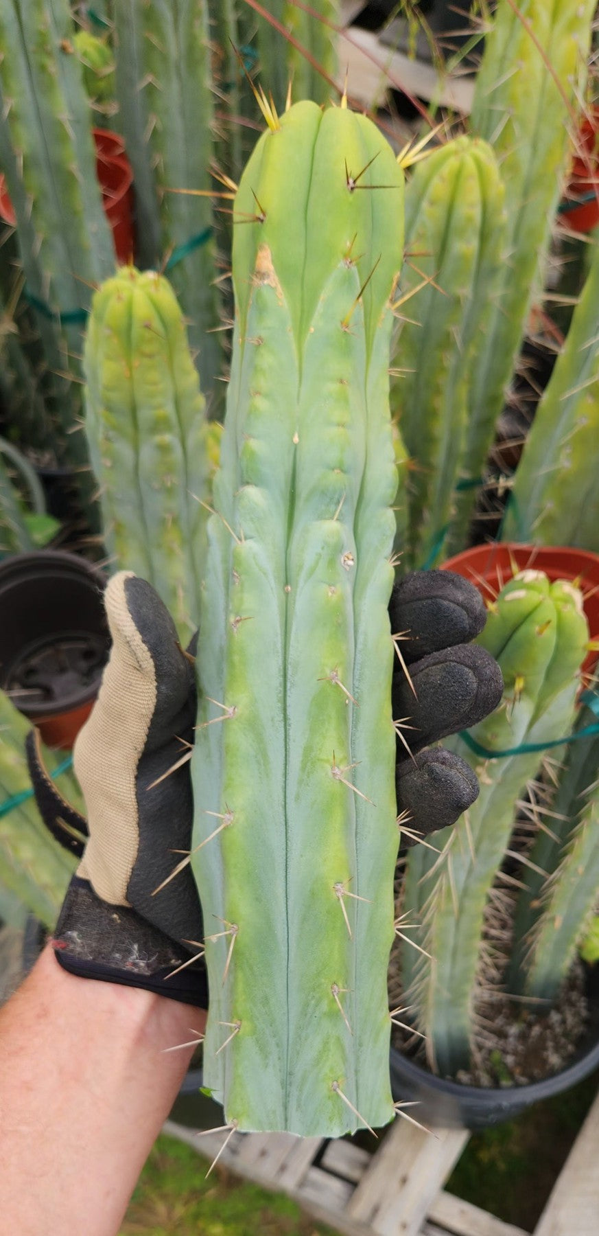 #EC85 EXACT Trichocereus "K-Valle" Bridgesii Cactus Cutting 10-12"