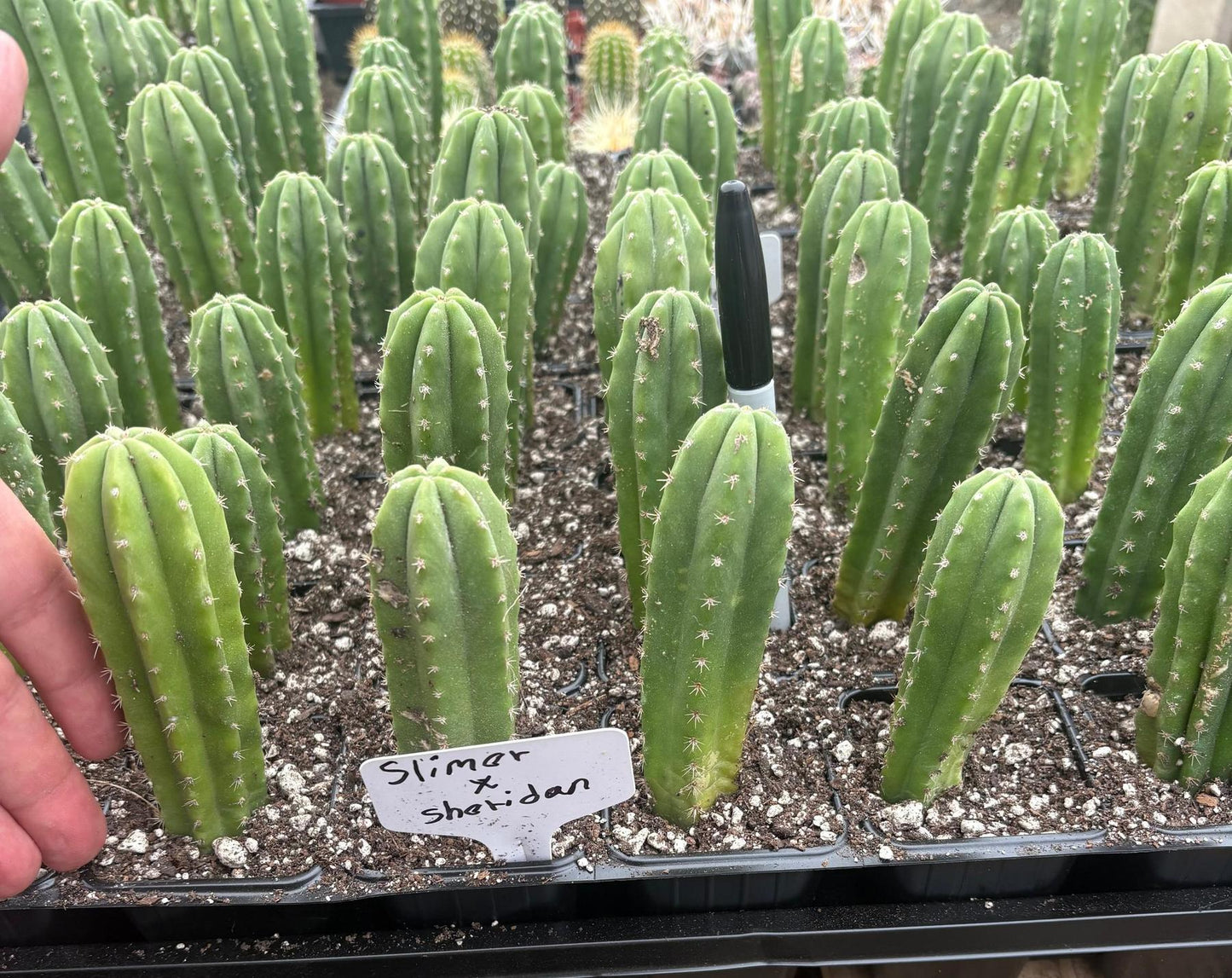 #EC271 EXACT Trichocereus Scop Slimer X Pach Sheridan Seedling Cactus 4-5”