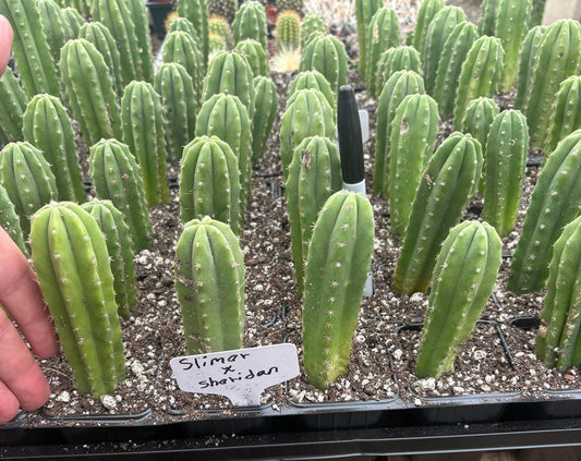 #EC271 EXACT Trichocereus Scop Slimer X Pach Sheridan Seedling Cactus 4-5”
